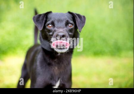 Un petit chien noir de race mixte Terrier léchant ses lèvres Banque D'Images