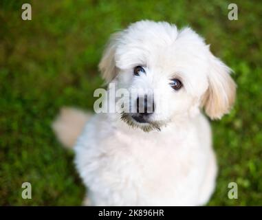 Un adorable chien mixte Pomeranian x Poodle regardant avec une inclinaison de la tête Banque D'Images