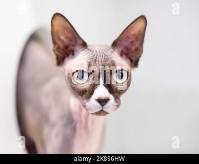 Un chat Sphynx sans poils, qui regarde vers l'appareil photo Banque D'Images
