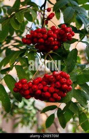 Gros plan sur les branches de Rowan aux fruits mûrs. Baies de rowan rouges sur les branches de l'arbre de rowan, baies de rowan mûres et feuilles vertes. Banque D'Images