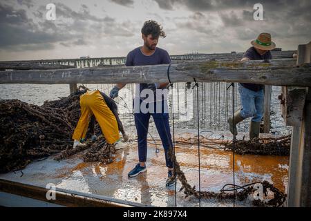 Hommes travaillant dans l'élevage de moules. Dans la baie de Fangar. Réserve naturelle du delta de l'Ebro, Tarragone, Catalogne, Espagne. Banque D'Images
