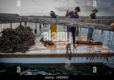 Hommes travaillant dans l'élevage de moules. Dans la baie de Fangar. Réserve naturelle du delta de l'Ebro, Tarragone, Catalogne, Espagne. Banque D'Images
