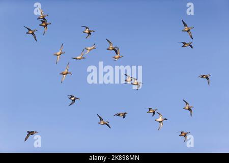 Anas crecca sarcelle, vol de troupeau, quelques oiseaux qui se morcellement, Suffolk, Angleterre, Octobre Banque D'Images