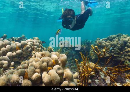 Homme plongée sous-marine dans un récif de corail regarde un poisson majeur sergeant, mer des Caraïbes Banque D'Images