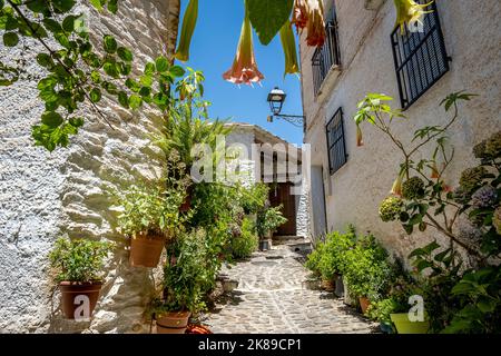 Architecture traditionnelle de l'Alpujarra à Pampaneira, un petit village de montagne dans les Alpujarras, Grenade, Andalousie, Espagne Banque D'Images