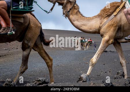 Touristes à cheval chameaux, dans le Parc National de Timanfaya, Lanzarote, Iles Canaries, Espagne Banque D'Images