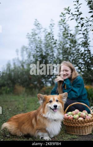 belle fille et chien corgi avec un panier de pommes dans le fond du jardin Banque D'Images
