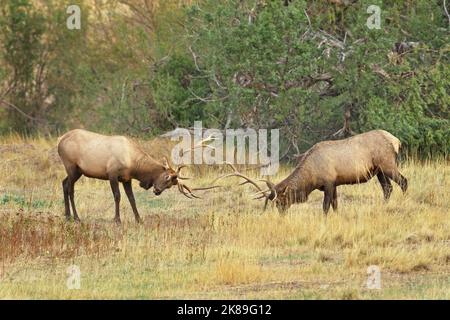 Deux espar d'élan de taureau l'un avec l'autre pendant le rout d'élan au Montana. Banque D'Images