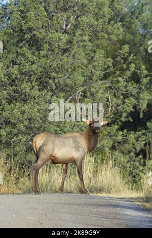 Un wapiti de taureau traverse une route de terre dans un parc par une journée ensoleillée dans l'ouest du Montana. Banque D'Images