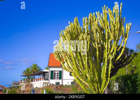 Portugal, Madère, Funchal, Hotel zone, cactus, Banque D'Images