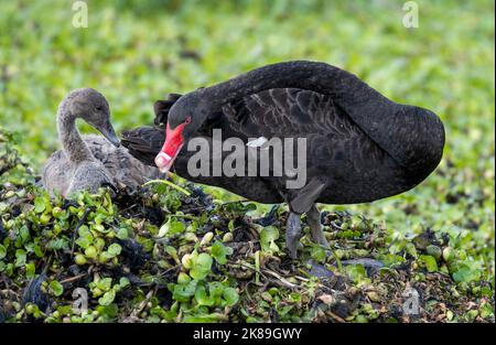 Cygne noir avec cygnets sur un nid dans le nord de la Nouvelle-Galles du Sud, en Australie. Banque D'Images