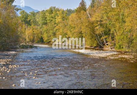 Fraye du saumon rouge à l'automne. Saumon rouge nageant sur la rivière Adams pour frayer. Colombie-Britannique, Canada. Banque D'Images