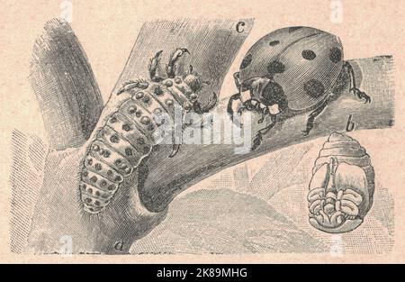 Illustration antique gravée du coccinelle à sept points. Illustration vintage du coléoptère à sept pois. Ancienne photo gravée du coccinelle. Illustration du livre publiée 1907. A : larve, B : pupa, C : coléoptère. Coccinella septempunctata, la coccinelle à sept points (ou, en Amérique du Nord, la coccinelle à sept points ou 'C-7'), est la coccinelle la plus commune en Europe. Ses élytres sont de couleur rouge, mais ponctués de trois points noirs chacun, avec un autre point étant étendu sur la jonction des deux, faisant un total de sept points, dont l'espèce dérive à la fois ses noms communs et scientifiques Banque D'Images