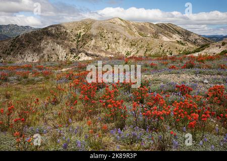 WA22476-00...WASHINGTON - Pinceau et miniature lupin en fleurs dans la zone de Blast du monument national du Mont St. Helens. Banque D'Images