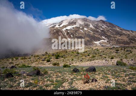 WA22484-00...WASHINGTON - la pinceaux fleuris dans un champ de lupin sur les plaines d'Abraham, sur le côté est du volcan national du mont Saint-Helens Banque D'Images