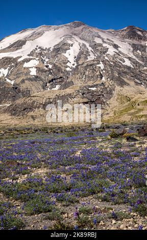 WA22497-00...WASHINGTON - Un tapis de miniature lupin qui fleuit sur les plaines d'Abraham dans le monument volcanique national du Mont-Saint-Helens. Banque D'Images