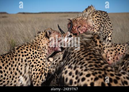 Cheetahs mangeant un tremplin après une chasse, photo prise d'un safari en Afrique du Sud Banque D'Images
