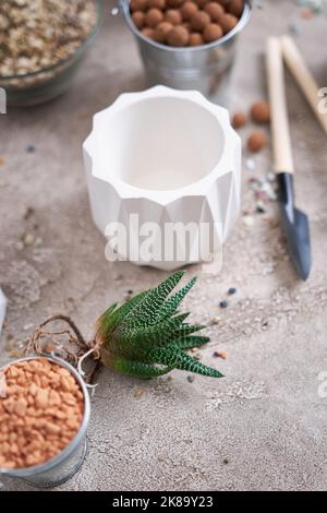 Haworthia succulente plante avec des racines prêtes pour la plantation dans White céramique Pot Banque D'Images