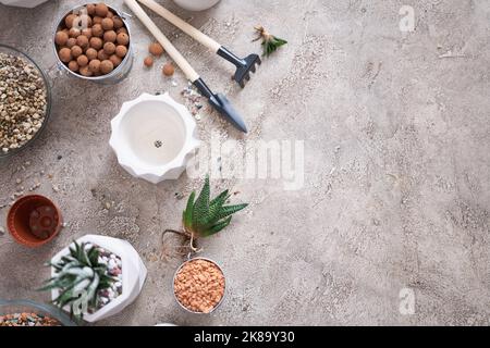 Haworthia succulente plante avec des racines prêtes pour la plantation dans White céramique Pot Banque D'Images