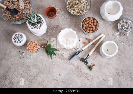 Haworthia succulente plante avec des racines prêtes pour la plantation dans White céramique Pot Banque D'Images