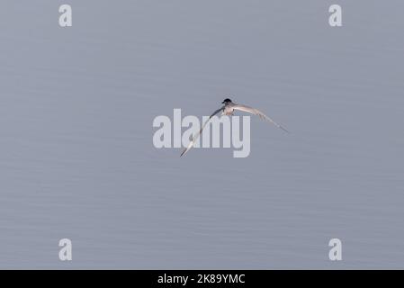 Sterne chuchotée, Chlidonias hybrida. Photo prise dans le réservoir de Vicario, province de Ciudad Real, Espagne Banque D'Images