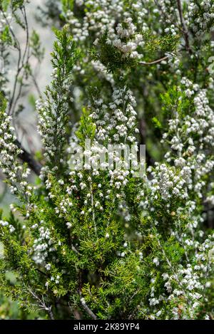 Fleurs de bruyère Erica arborea, arbres. Photo prise à Guadarrama, La Pedriza, Madrid, Espagne Banque D'Images