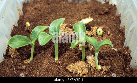 Semis de concombres. Pousses vertes avec deux feuilles dans un contenant en plastique avec sciure. Préparation pour la plantation et la saison de croissance au printemps Banque D'Images
