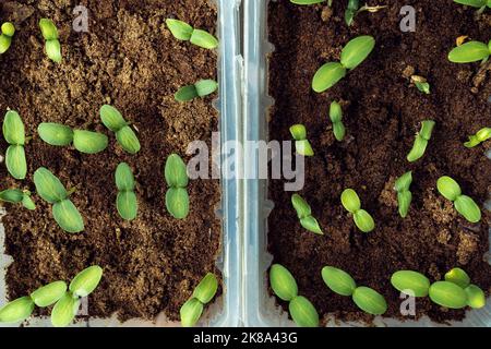 Semis de concombres. Pousses vertes avec deux feuilles dans un contenant en plastique avec sciure. Préparation pour la plantation et la saison de croissance au printemps. Vue de dessus Banque D'Images