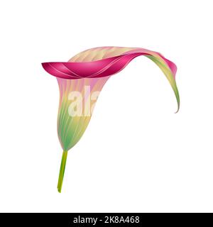 Calla lys Rose fleur herbacée vivace plantes ornementales vintage vecteur illustration modifiable main dessiner Illustration de Vecteur