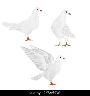 Porteurs de pigeons blancs races domestiques sports oiseaux vintage ensemble quatre animaux vectoriels illustration pour dessin à la main Illustration de Vecteur