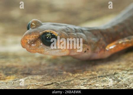 Gros plan détaillé de la salamandre mâle Ensatina eschscholtzii sur la surface de l'arbre abîmé en Californie Banque D'Images