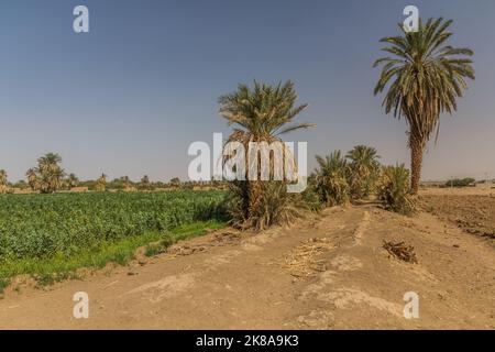 Palmiers et champs près d'abri, Soudan Banque D'Images