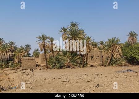 Palmiers et champs près d'abri, Soudan Banque D'Images