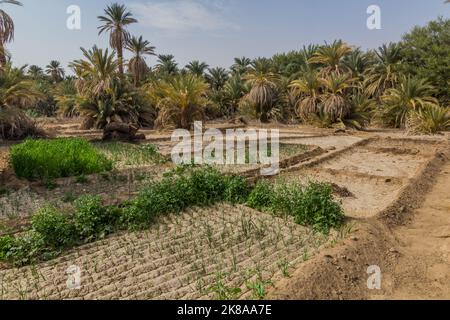 Palmiers et champs près d'abri, Soudan Banque D'Images