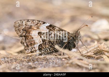 Macro gros plan d'Un papillon gris, Hipparchia semele, au repos sur terre de sable avec des ailes fermées, Upton Heath, Poole UK Banque D'Images