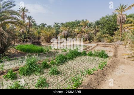 Palmiers et champs près d'abri, Soudan Banque D'Images