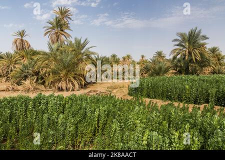 Palmiers et champs près d'abri, Soudan Banque D'Images