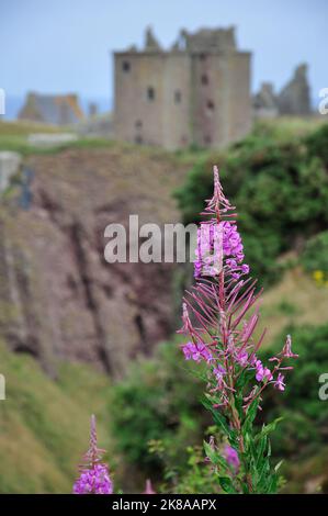 Die Ruine von Dunnottar Castle BEI Stonehaven an der schottischen Ostküste liegt nicht nur malerisch direkt am Meer auf schroffen Felsen. Sie ist auch Banque D'Images