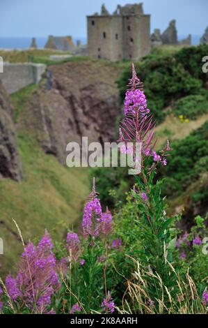 Die Ruine von Dunnottar Castle BEI Stonehaven an der schottischen Ostküste liegt nicht nur malerisch direkt am Meer auf schroffen Felsen. Sie ist auch Banque D'Images