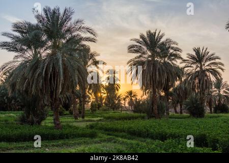 Palmiers et champs près d'abri, Soudan Banque D'Images