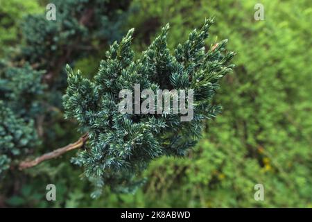 branche de la culture de taxus baccata contre l'herbe de printemps verte Banque D'Images