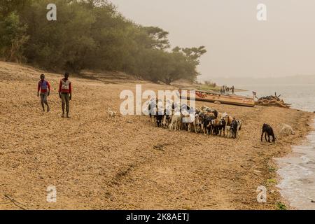 ABRI, SOUDAN - 26 FÉVRIER 2019 : troupeau de chèvres et de moutons sur les rives du Nil près d'abri, au Soudan Banque D'Images