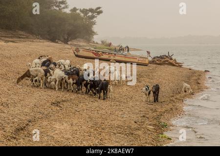 ABRI, SOUDAN - 26 FÉVRIER 2019 : troupeau de chèvres et de moutons sur les rives du Nil près d'abri, au Soudan Banque D'Images