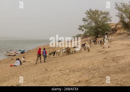 ABRI, SOUDAN - 26 FÉVRIER 2019 : troupeau de chèvres et de moutons sur les rives du Nil près d'abri, au Soudan Banque D'Images