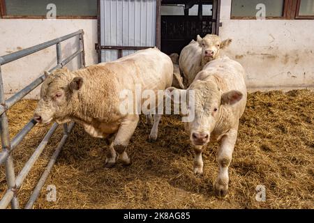 Veaux de bétail charolais dans une cour d'alimentation Banque D'Images