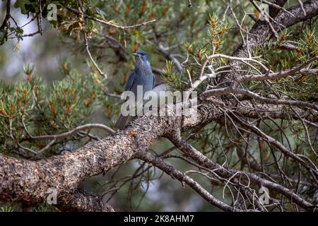 Le geai de pinyon (Gymnorhinus cyanocephalus) assis dans l'arbre, c'est un geai avec de belles plumes bleues, photo prise dans le grand canyon national par Banque D'Images