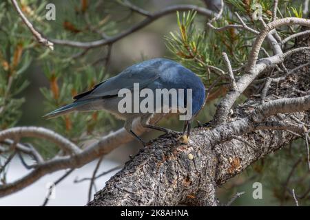 Le geai de pinyon (Gymnorhinus cyanocephalus) manger de la nourriture dans l'arbre, c'est un geai avec de belles plumes bleues, photo prise dans le grand canyon national Banque D'Images