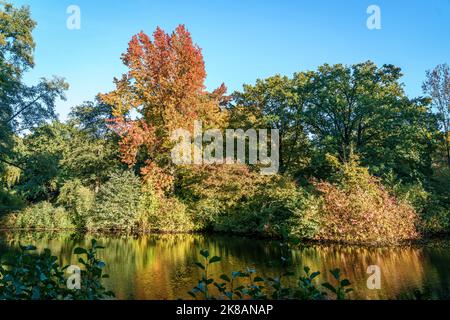 Tiergarten im Herbst, Herbstfarben, verfärbte Blätter, Berlin, Allemagne Banque D'Images