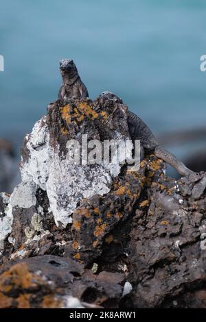 Iguanes marins dans les Galapagos Banque D'Images