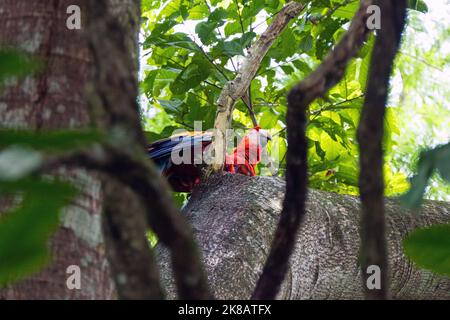 Deux aras de écarlate (Ara macao) perchés sur une branche d'arbre à Chiapas, au Mexique. Grands perroquets rouges, jaunes et bleus d'Amérique centrale et du Sud. Oiseaux sauvages Banque D'Images